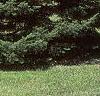 Abies balsamea, habit