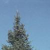 Abies balsamea, habit