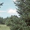 Abies balsamea, habit