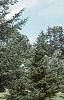 Abies balsamea, habit