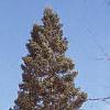 Abies balsamea, habit