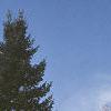 Abies balsamea, habit