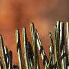 Abies balsamea, leaves