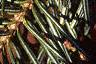 Abies balsamea, leaves