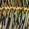 Abies balsamea, leaves