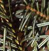 Abies balsamea, leaves