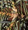 Abies balsamea, leaves