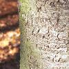 Abies balsamea, bark