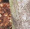 Abies balsamea, bark