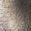 Abies balsamea, bark