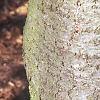 Abies balsamea, bark