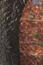 Abies balsamea, bark