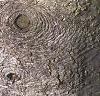 Abies balsamea, bark