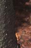 Abies balsamea, bark