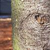 Abies balsamea, bark
