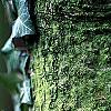 Abies balsamea, bark