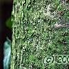 Abies balsamea, bark