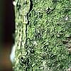 Abies balsamea, bark