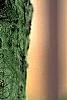 Abies balsamea, bark