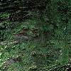 Abies balsamea, bark