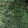 Abies balsamea, bark