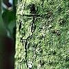 Abies balsamea, bark