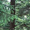 Abies nordmanniana subsp. equi-trojani, habit