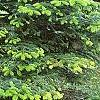 Abies nordmanniana subsp. equi-trojani, habit