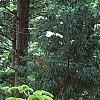 Abies nordmanniana subsp. equi-trojani, habit