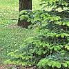 Abies nordmanniana subsp. equi-trojani, habit