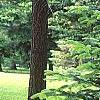 Abies nordmanniana subsp. equi-trojani, habit