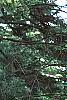 Abies nordmanniana subsp. equi-trojani, habit