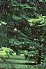 Abies nordmanniana subsp. equi-trojani, habit