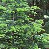 Abies nordmanniana subsp. equi-trojani, habit