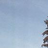 Abies cilicica, habit