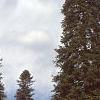 Abies cilicica, habit