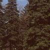 Abies cilicica, habit