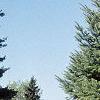 Abies cilicica, habit