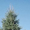 Abies cilicica, habit