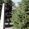 Abies cilicica, habit