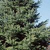 Abies cilicica, habit