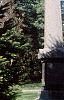 Abies cilicica, habit