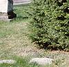 Abies cilicica, habit