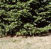 Abies cilicica, habit