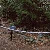 Abies cilicica, habit