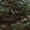Abies cilicica, habit