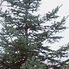Abies cilicica, habit