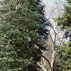 Abies cilicica, habit