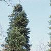 Abies cilicica, habit