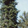 Abies cilicica, habit